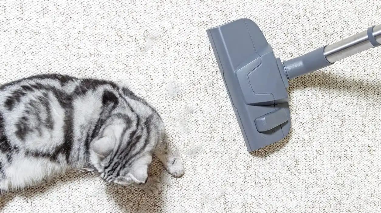 Kedi Tüyü Temizliğinde Etkili Robot Süpürge Seçimi ve Öne Çıkan Modeller