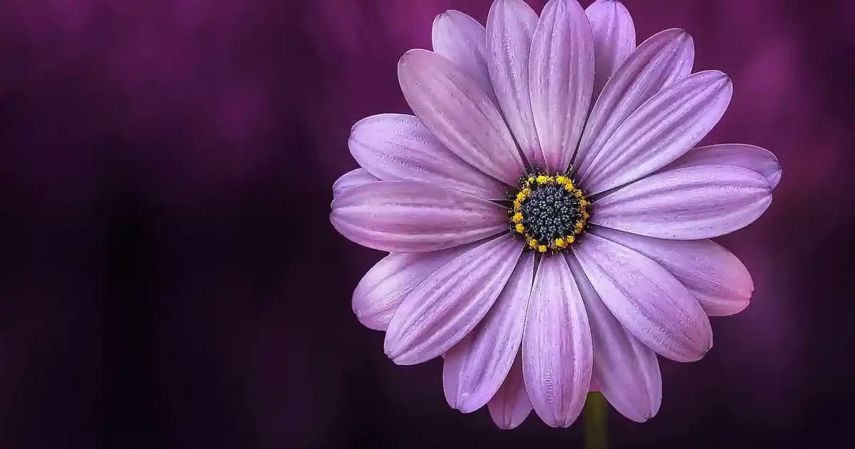 Braun Yüz Temizleme Cihazları: Elektronik ve Kişisel Bakımda Genel Değerlendirme