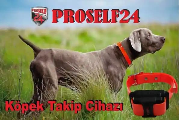 İkinci El Köpek Takip Cihazlarıyla Evcil Dostlarınızı Güvende Tutmanın Yolları