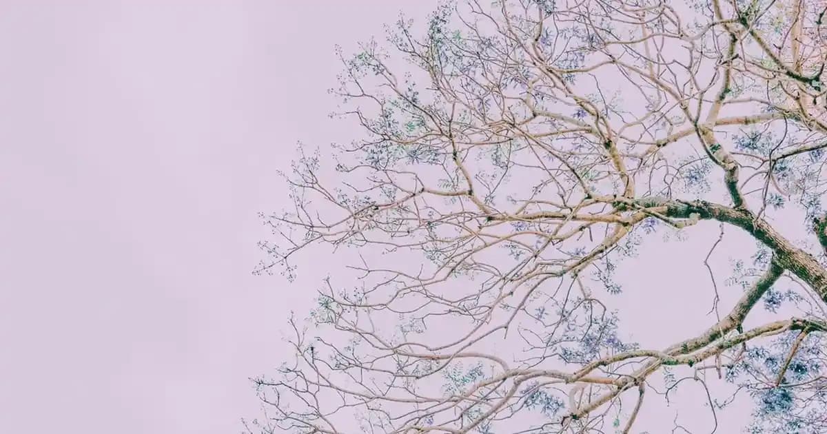 Canva: Çok Yönlü ve Kullanıcı Dostu Dijital Tasarım Platformu Hakkında Detaylı Bilgi