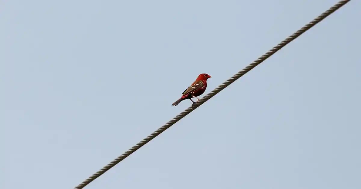 Ekolojik Vegan Deri Unisex Cüzdanlar: Sürdürülebilir ve Etik Alternatifler