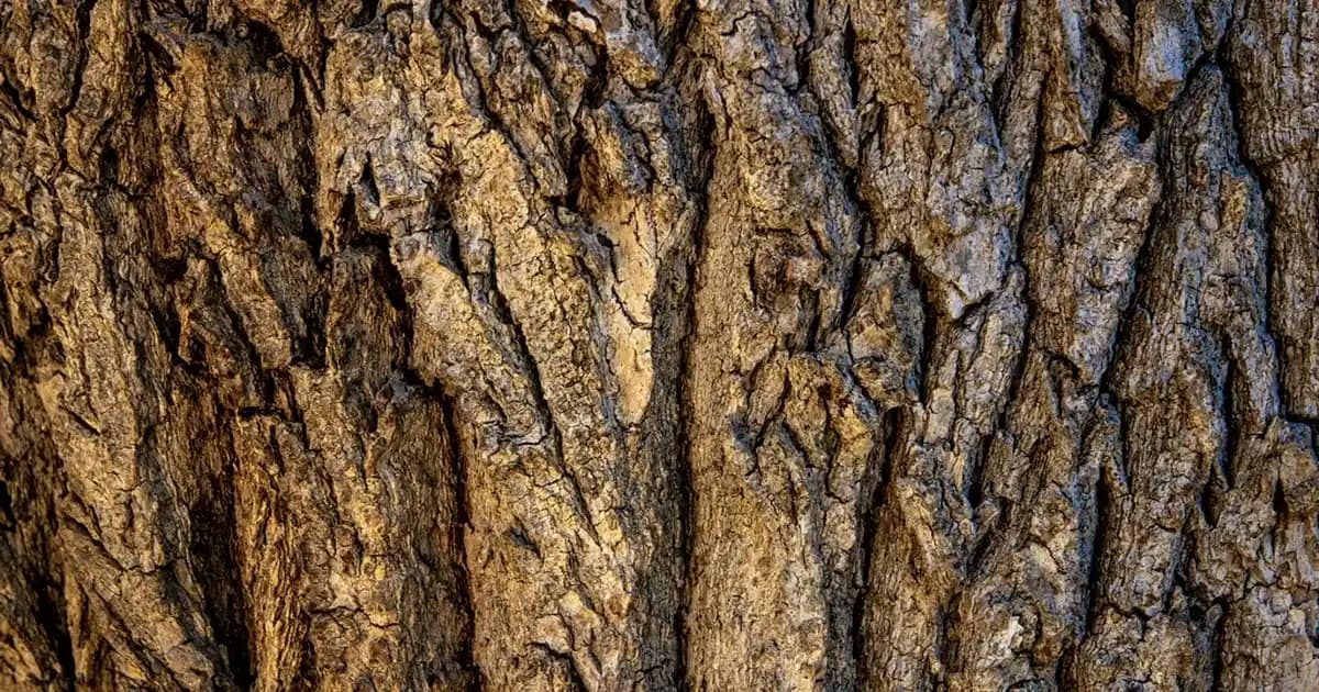 Erkek Gömlek Kombinasyonları ve Güncel Aksesuar Seçenekleriyle Şıklık ve Teknolojiyi Birleştirme