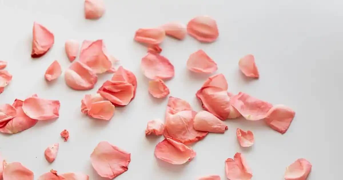 Estute Kadın Çantaları: Tasarım ve Fonksiyonellik Üzerine Detaylı İnceleme