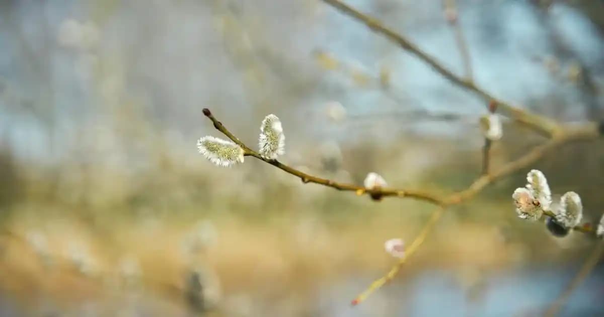 Fata Morgana Aksesuarlarının Özellikleri ve Karşılaştırma Yöntemleri Hakkında Kapsamlı Bilgi
