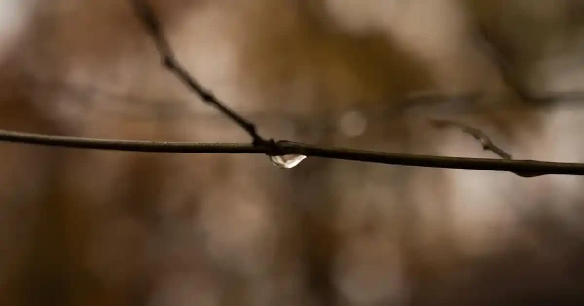 Kadın Moda Saatleri Trendleri ve Seçim Rehberi 2024