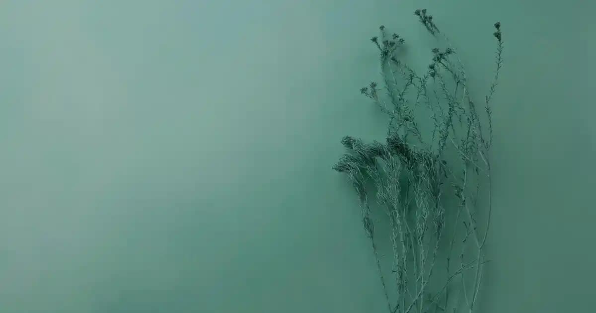 Çok Amaçlı Zarif Lastik Toka Modelleri: Fonksiyonellik ve Estetiğin Buluşması