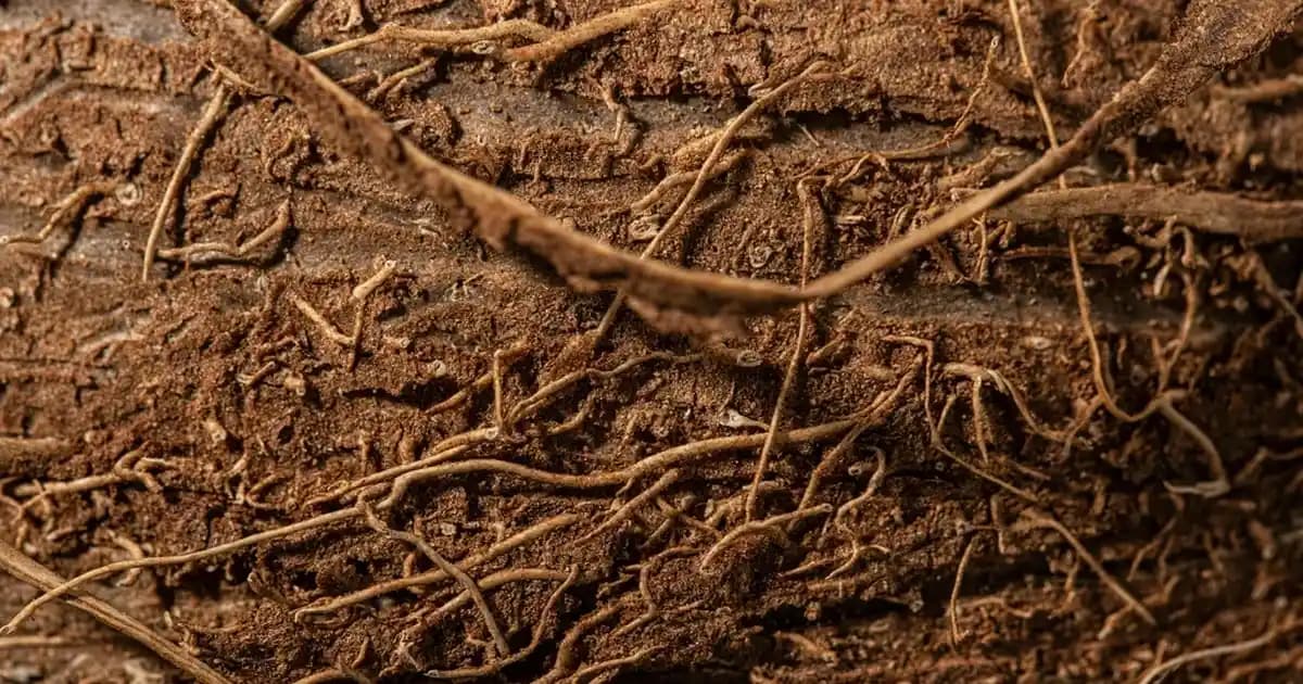 Pratik ve Şık Omuz Çantası: Günlük Kullanım ve Tasarım Özellikleri