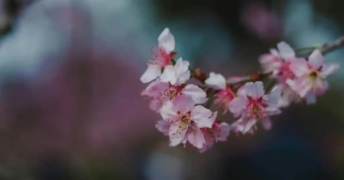 80 Yaş Üstü Diyabet Hastaları İçin Hava Fritözü Kullanımı ve Tarif Kitabı Önerileri