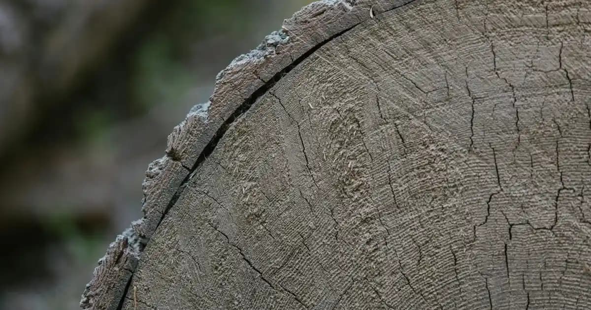Belirli Bir Bilgisayar Açıldığında Ağdaki İnternet Yavaşlamasının Nedenleri ve Çözüm Yolları